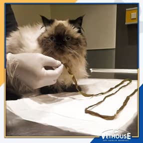 Vethouse Pet Sağlık Hizmeti